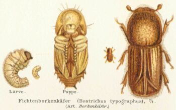 Möte med Granbarkborren – klimatskola med Squid Squad